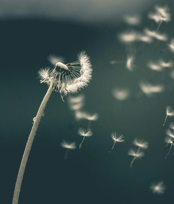 a dandelion blowing in the wind with a black and white photo at The  Franklin at Samuels Ave